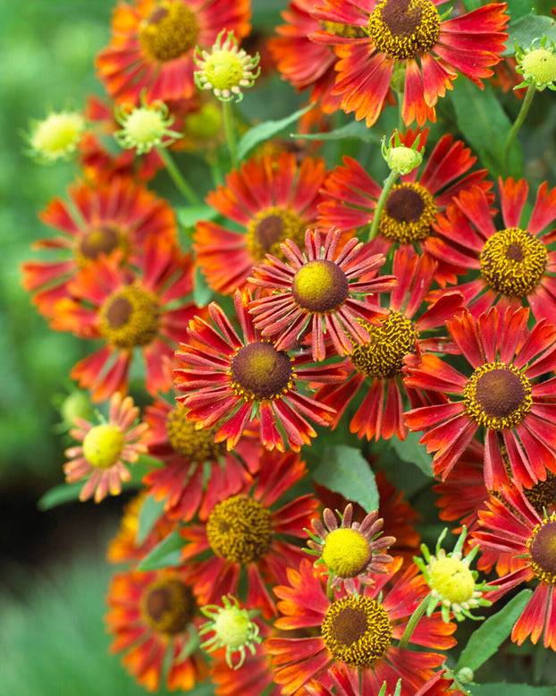 Helenium 'Siesta'