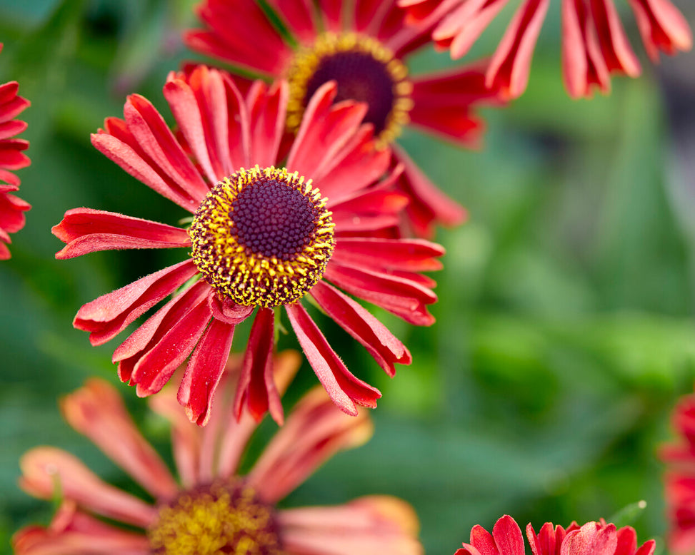 Helenium 'Siesta'