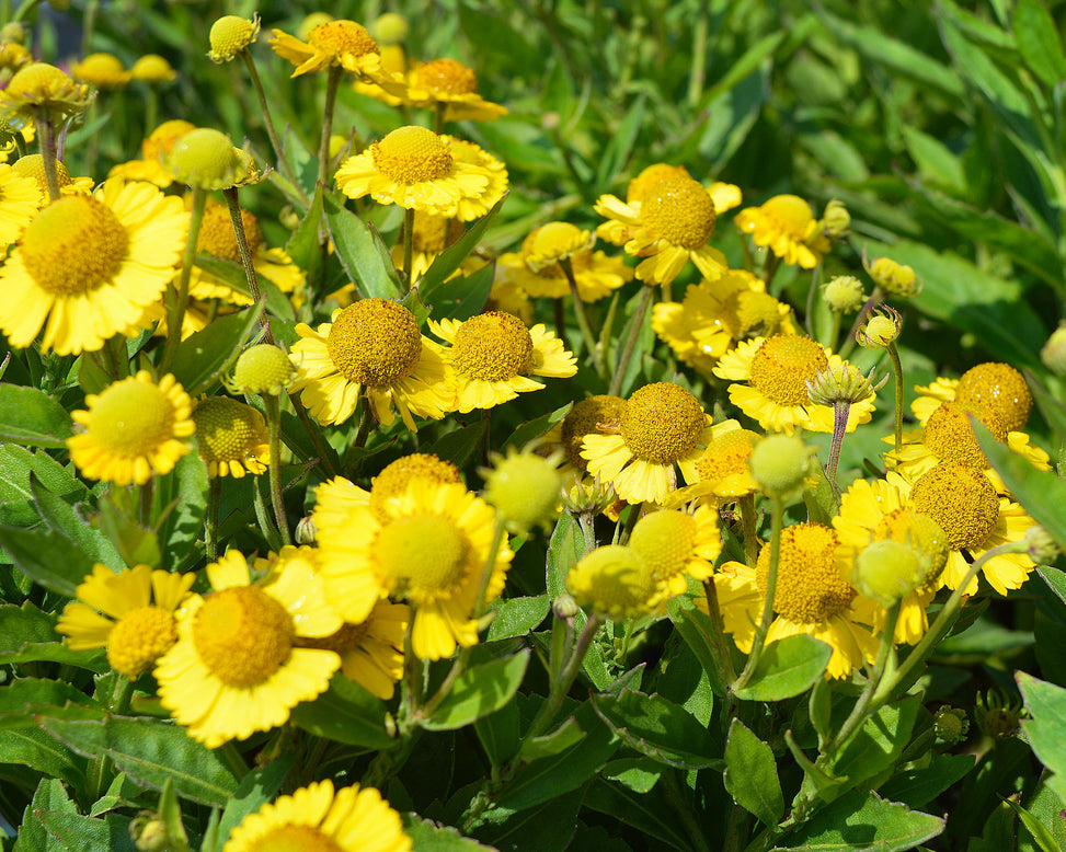 Helenium 'Sombrero'