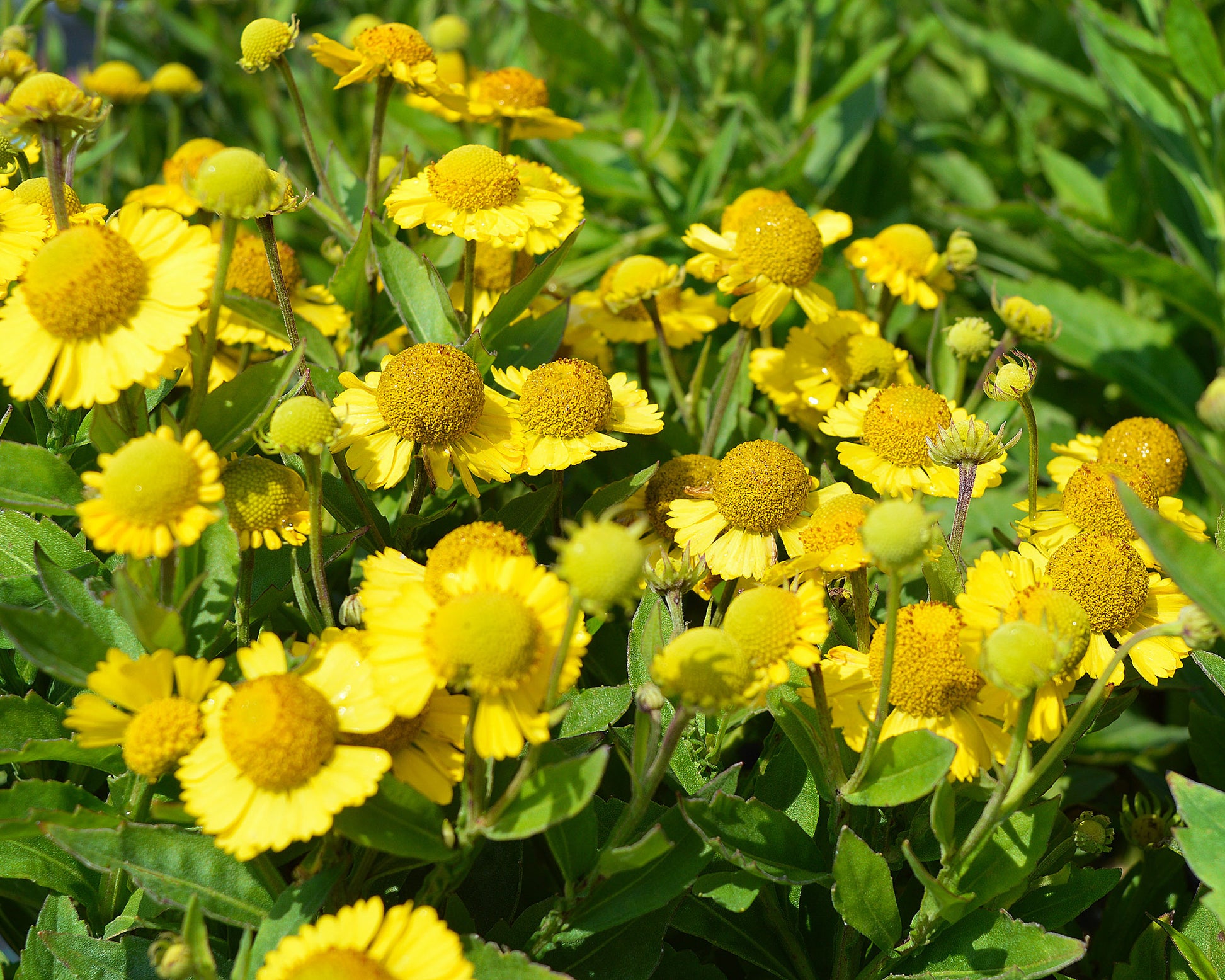 Helenium autumnale 'Sombrero' bare roots | Buy yellow sneezeweed online ...