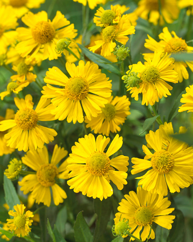 Helenium 'Sombrero'