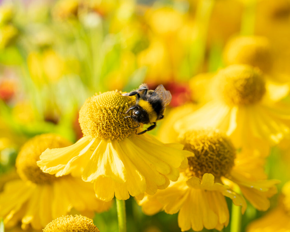 Helenium 'Sombrero'