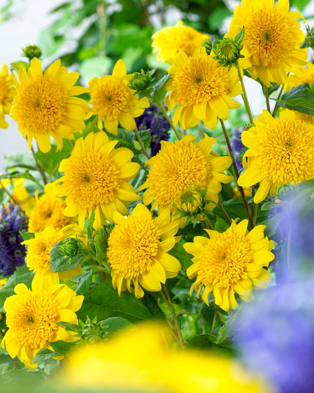 Helianthus 'Happy Days'