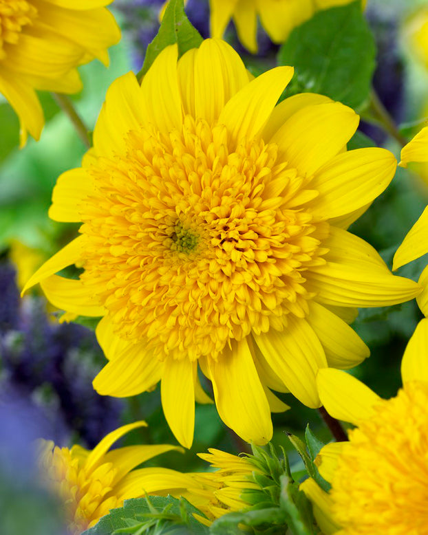 Helianthus 'Happy Days'