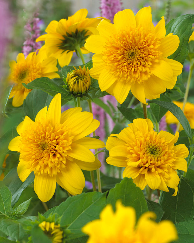 Helianthus 'Happy Days'