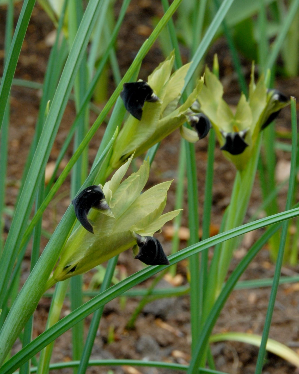 Hermodactylus tuberosus bulbs — Buy Iris tuberosa online at Farmer Gracy UK