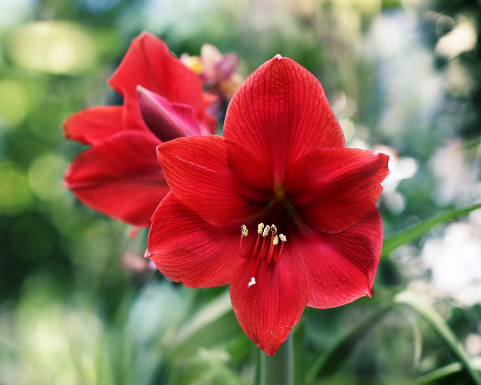 Amaryllis 'Red Lion'