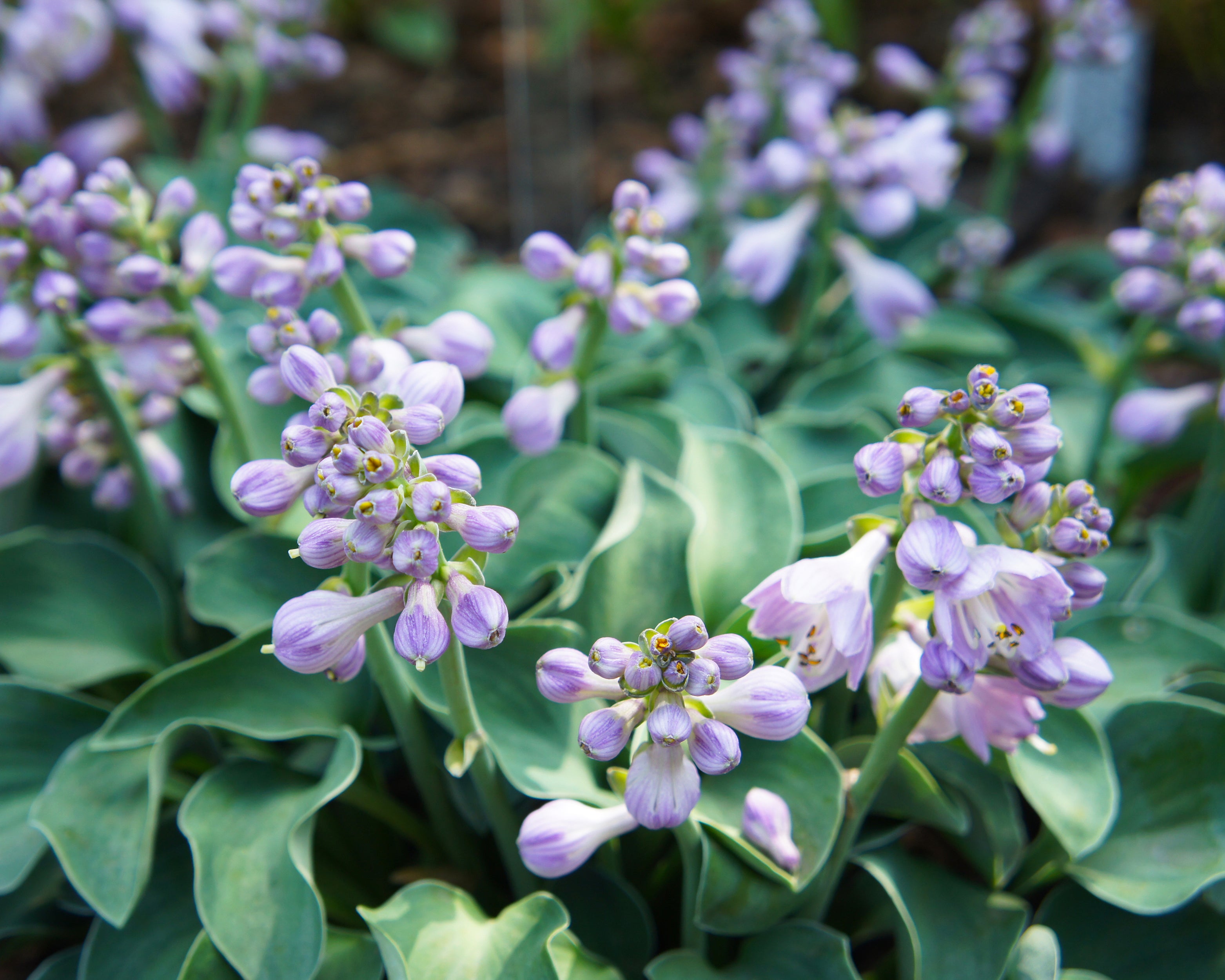 Hosta Blue Mouse Ears Bare Roots Buy Blue Plantain Lilies Online At hosta-blue-mouse-ears-bare-roots-buy-blue-plantain-lilies-online-at
