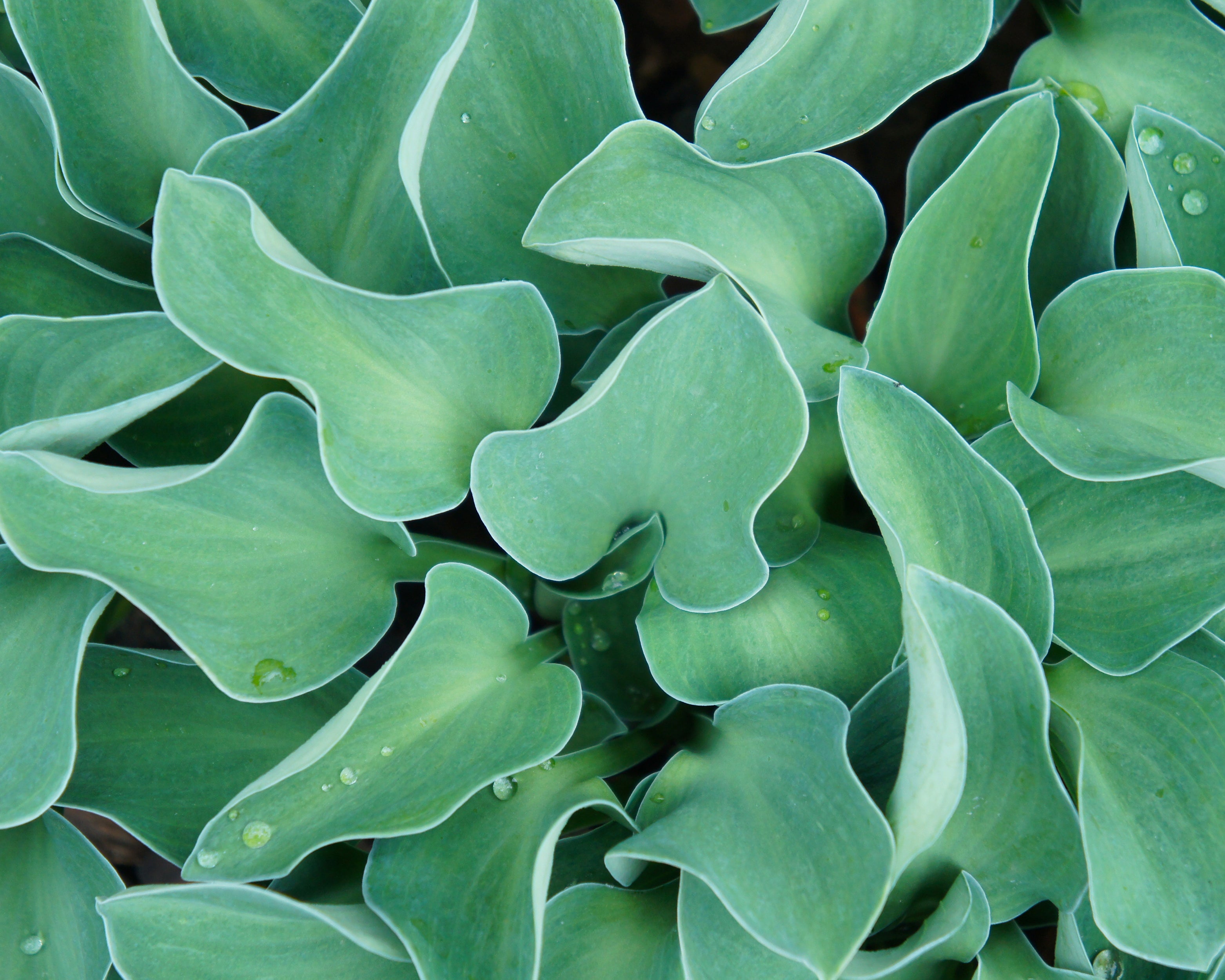 Hosta Blue Mouse Ears Bare Roots Buy Blue Plantain Lilies Online At hosta-blue-mouse-ears-bare-roots-buy-blue-plantain-lilies-online-at
