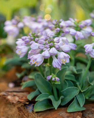 Hosta Blue 'Mouse Ears'