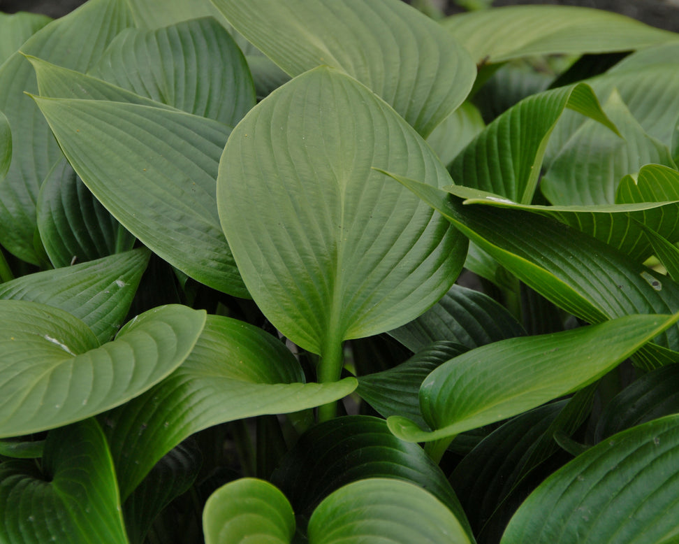 Hosta 'Devon Green'