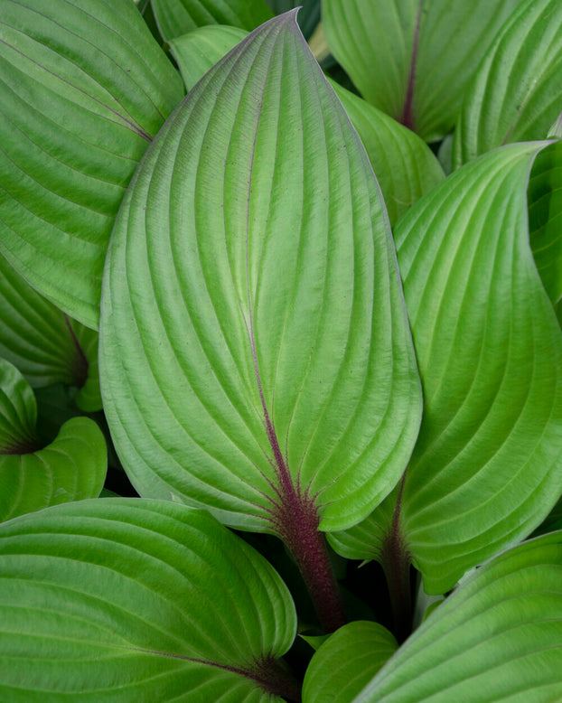 Hosta 'First Blush'