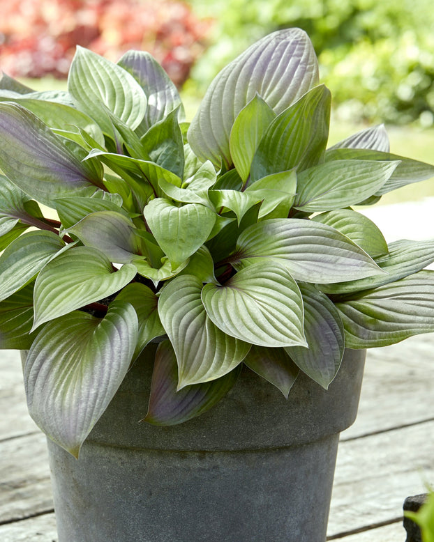 Hosta 'First Blush'