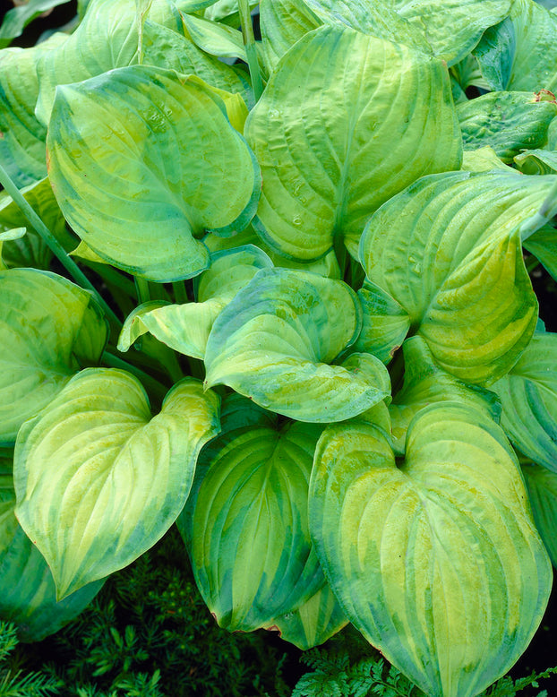 Hosta 'Guacamole'