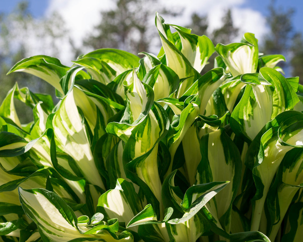 Hosta 'Hands Up'