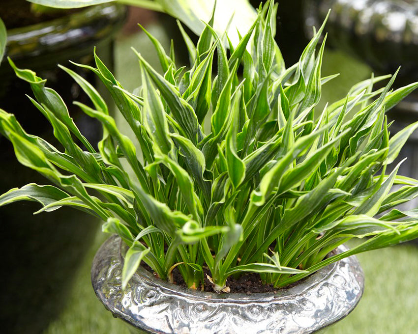 Hosta 'Hands Up'