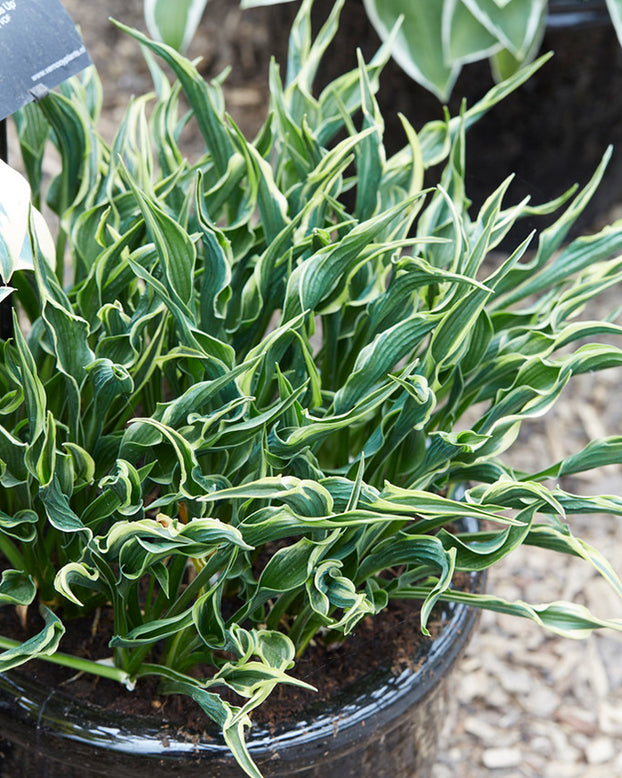 Hosta 'Hands Up'