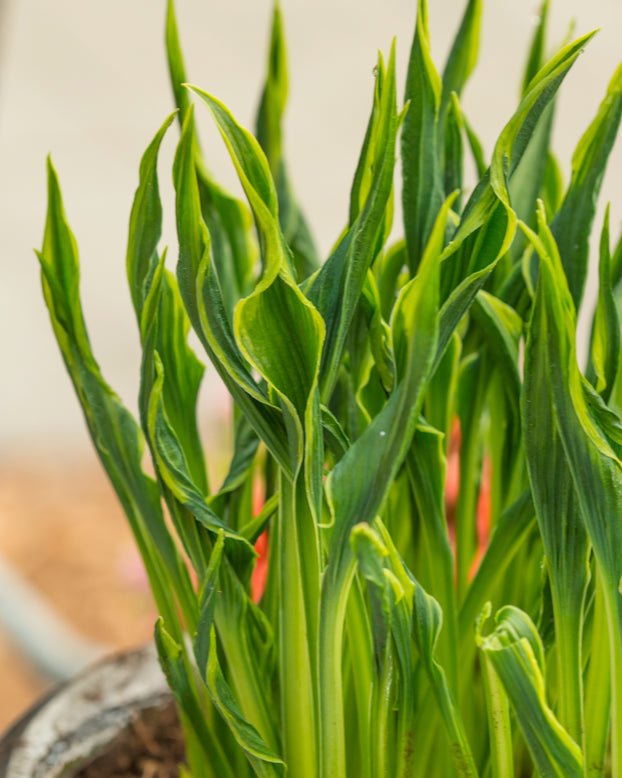 Hosta 'Hands Up'