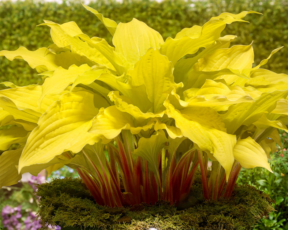 Hosta 'Lipstick Blonde'