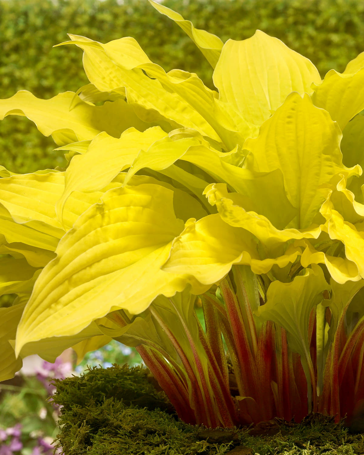 Hosta 'Lipstick Blonde'