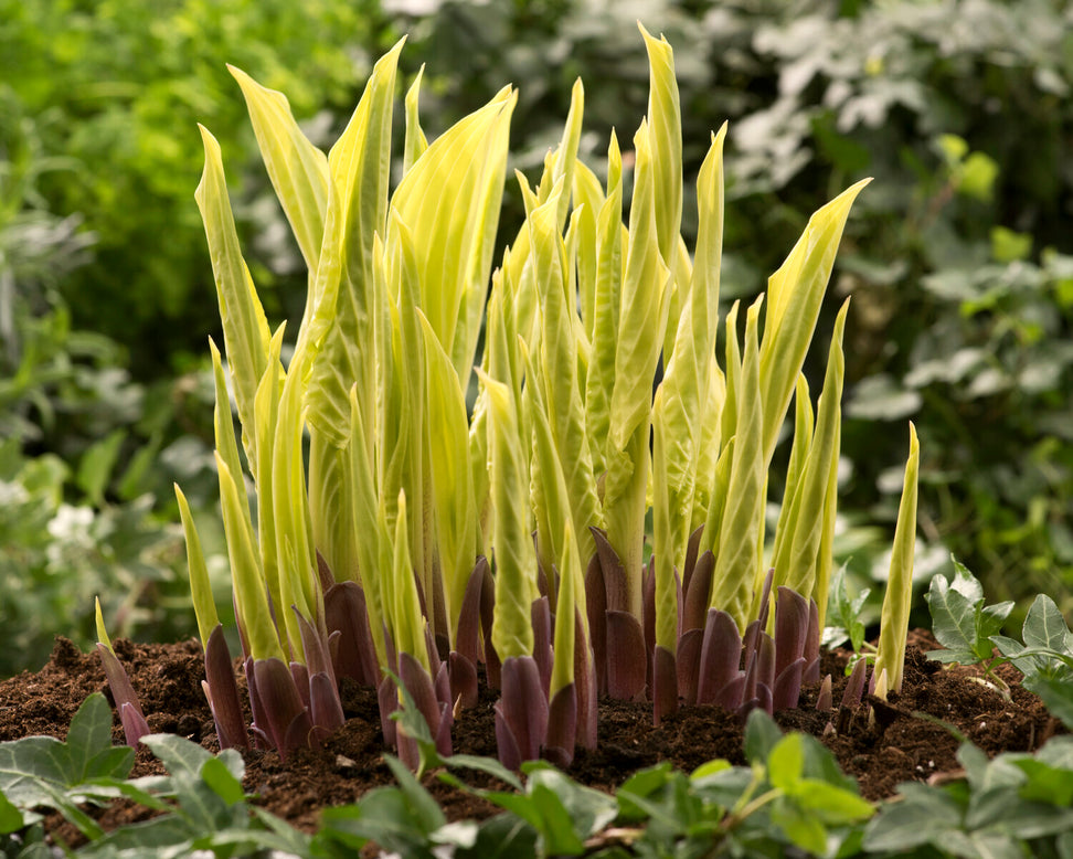 Hosta 'Lipstick Blonde'