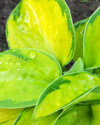 Hosta 'Rainforest Sunrise'