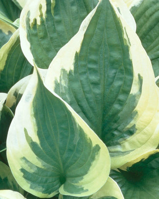 Hosta 'Twilight'