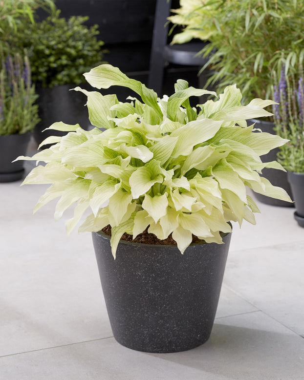 Hosta 'White Feather'