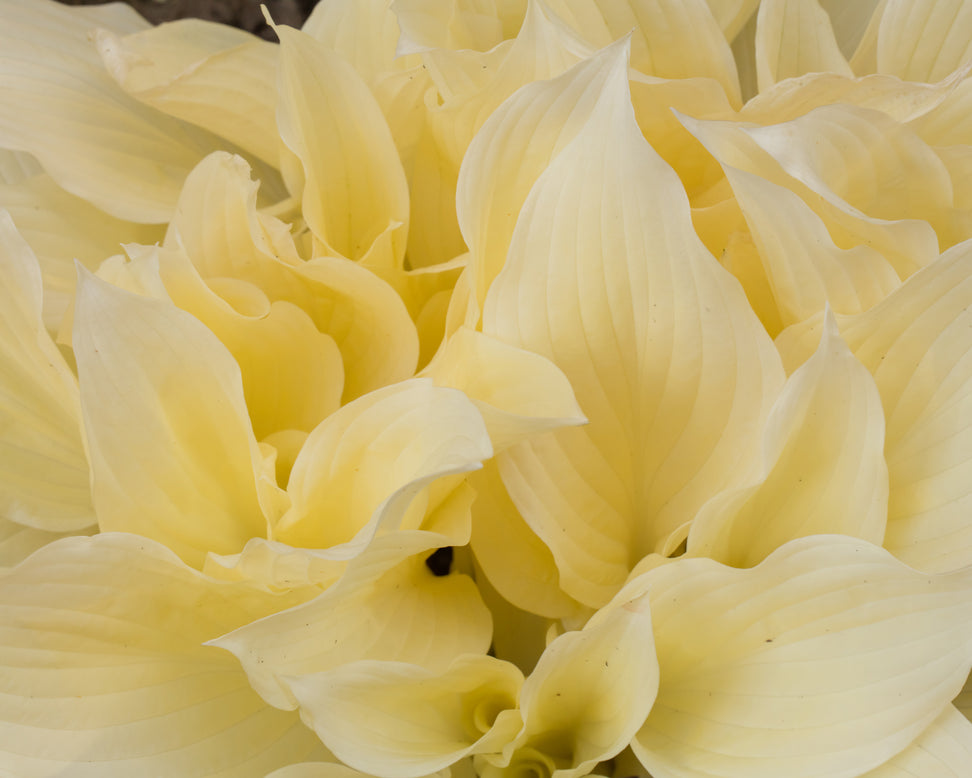 Hosta 'White Feather'