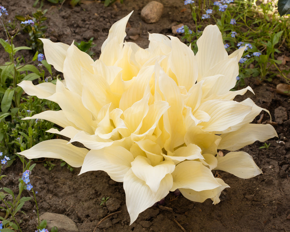 Hosta 'White Feather'