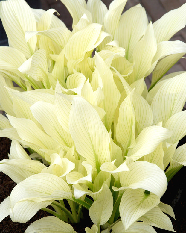 Hosta 'White Feather'