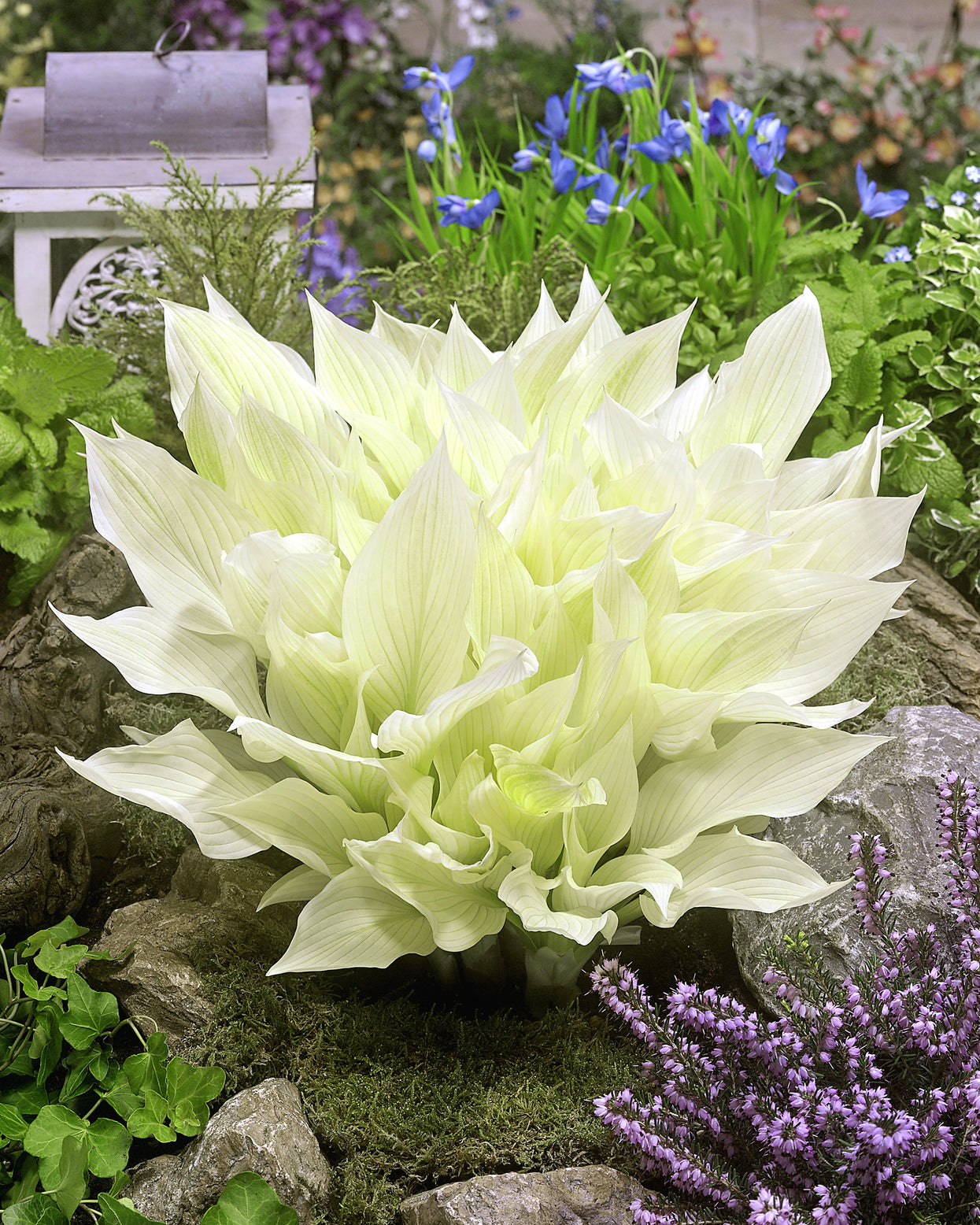 Hosta White Feather Bare Roots Buy White Plantain Lilies Online At hosta-white-feather-bare-roots-buy-white-plantain-lilies-online-at