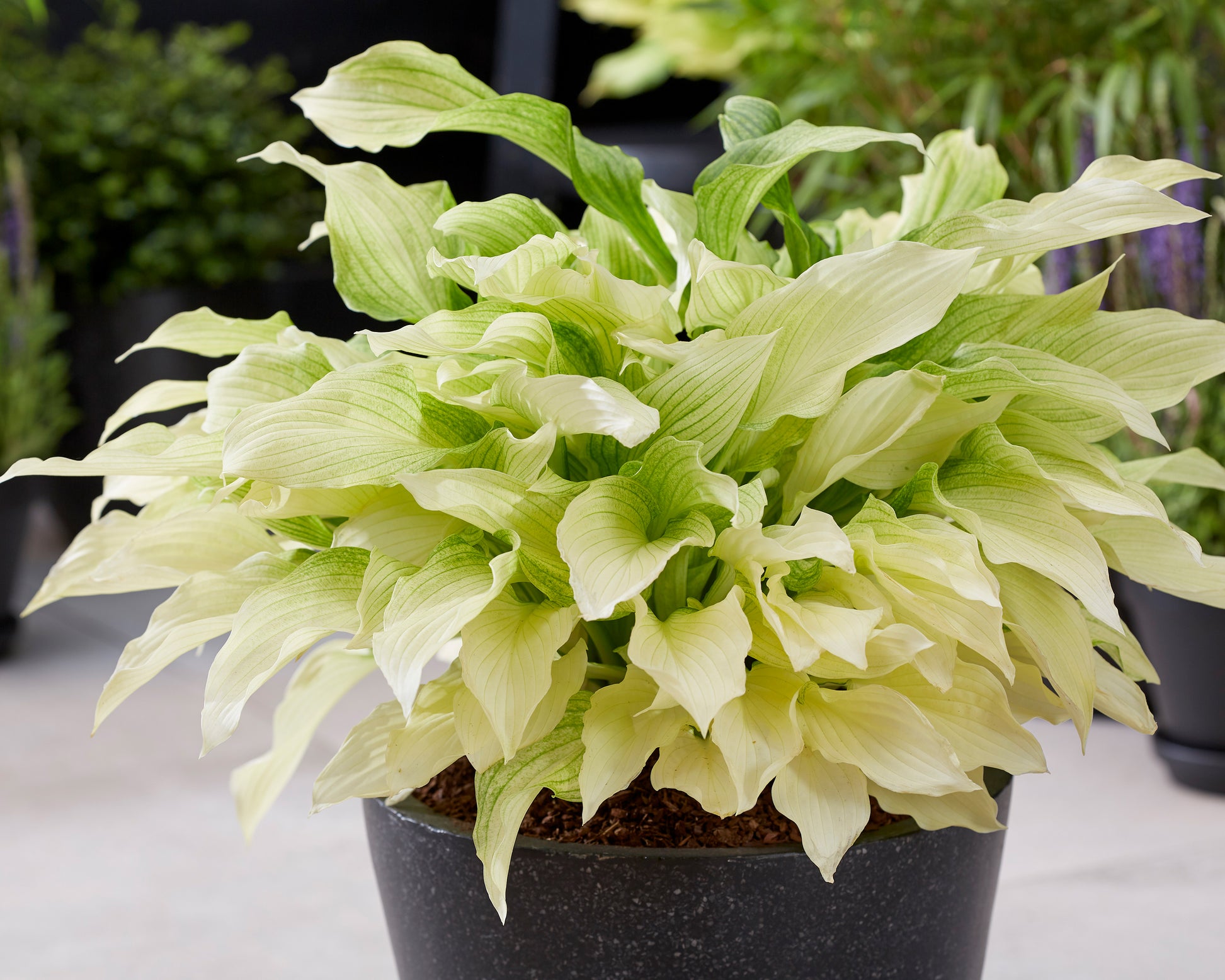 Hosta 'White Feather' bare roots β Buy white plantain lilies online at ...