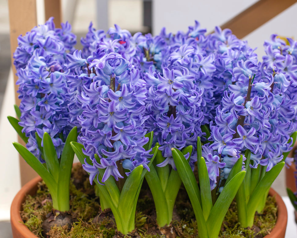 Hyacinth 'Aqua'