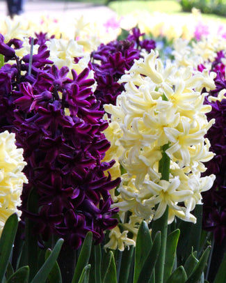 Hyacinth collection 'Banana Plum'