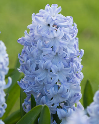 Hyacinth 'Blue Eyes'