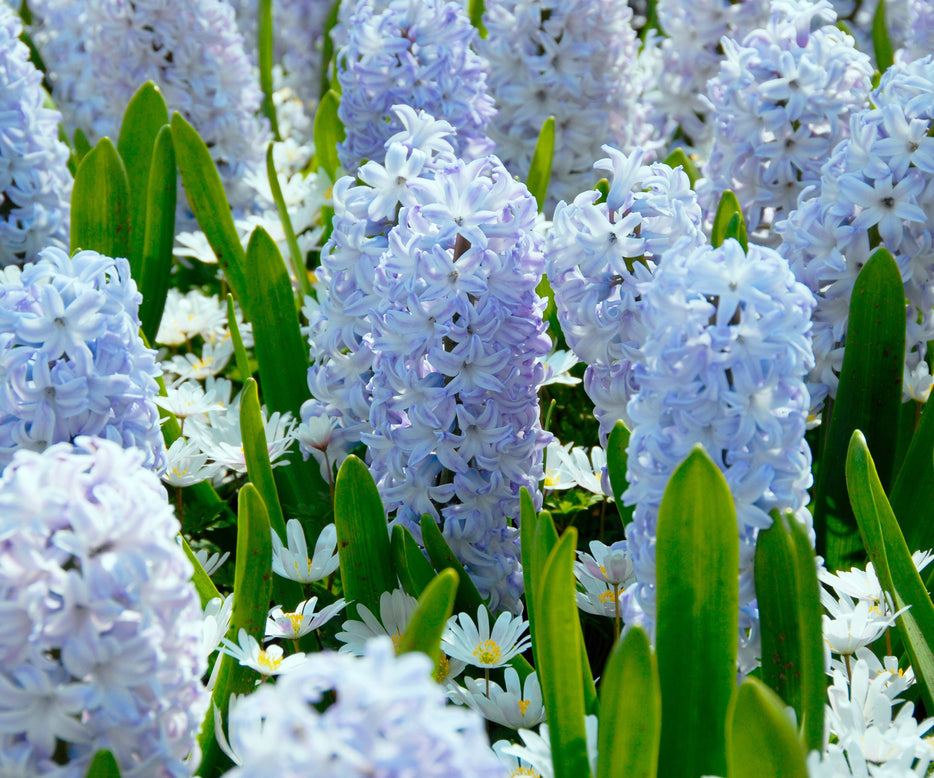 Hyacinth 'Blue Eyes'