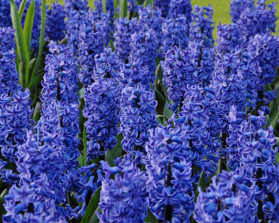 Flower BulbsBlue Star Bulbs UK - 4