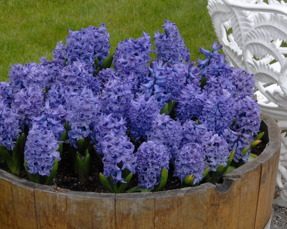Flower BulbsBlue Star Bulbs UK - 3