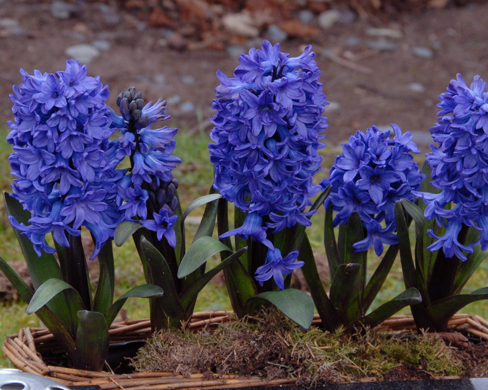 Flower BulbsBlue Star Bulbs UK - 2