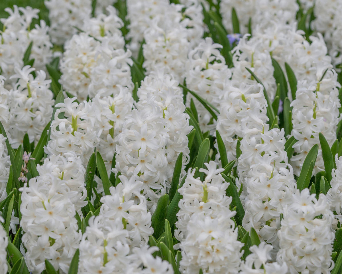 Flower BulbsCarnegie Bulbs UK - 2