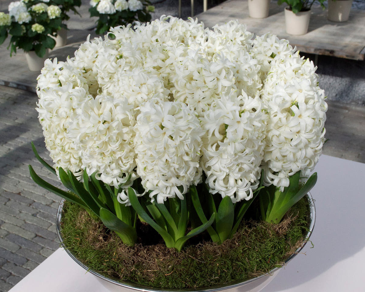 Flower BulbsCarnegie Bulbs UK - 3