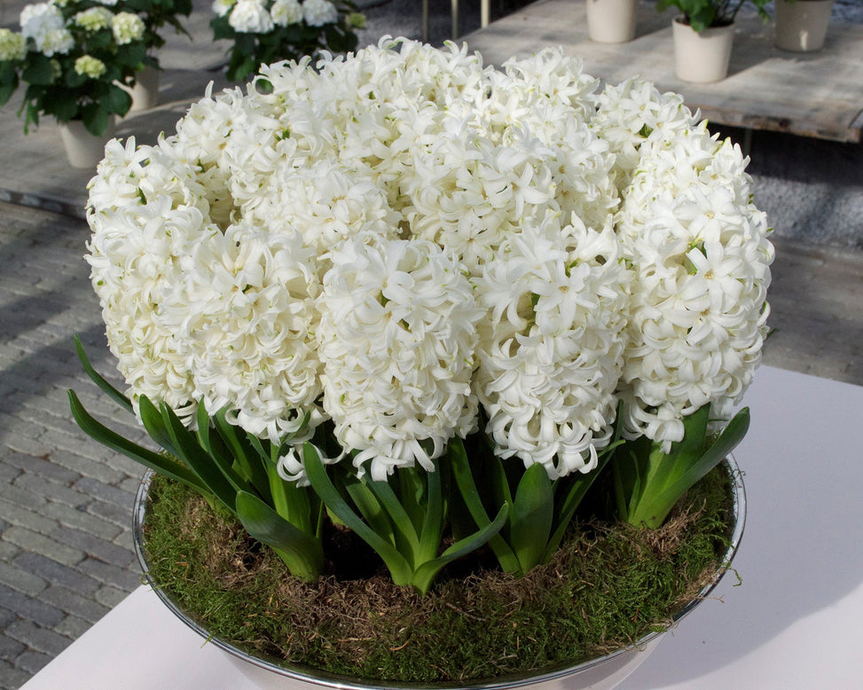 Flower BulbsCarnegie Bulbs UK - 3