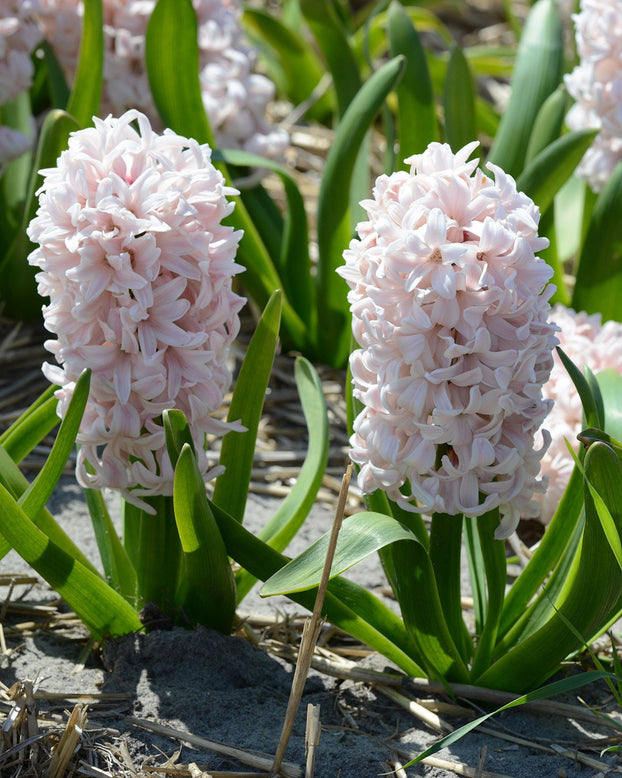 Flower BulbsChina Pink Bulbs UK - 1
