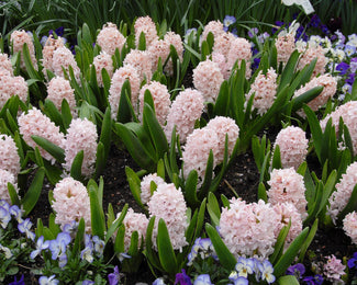 Hyacinth 'China Pink'