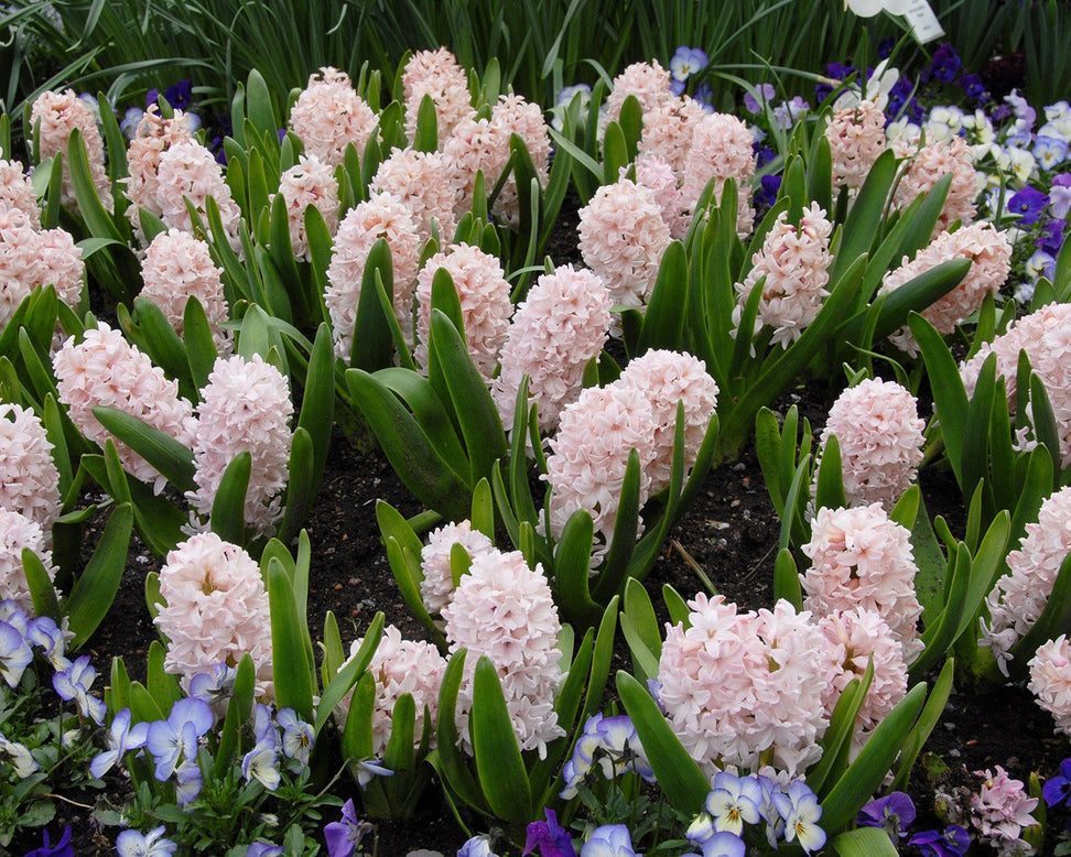 Flower BulbsChina Pink Bulbs UK - 3
