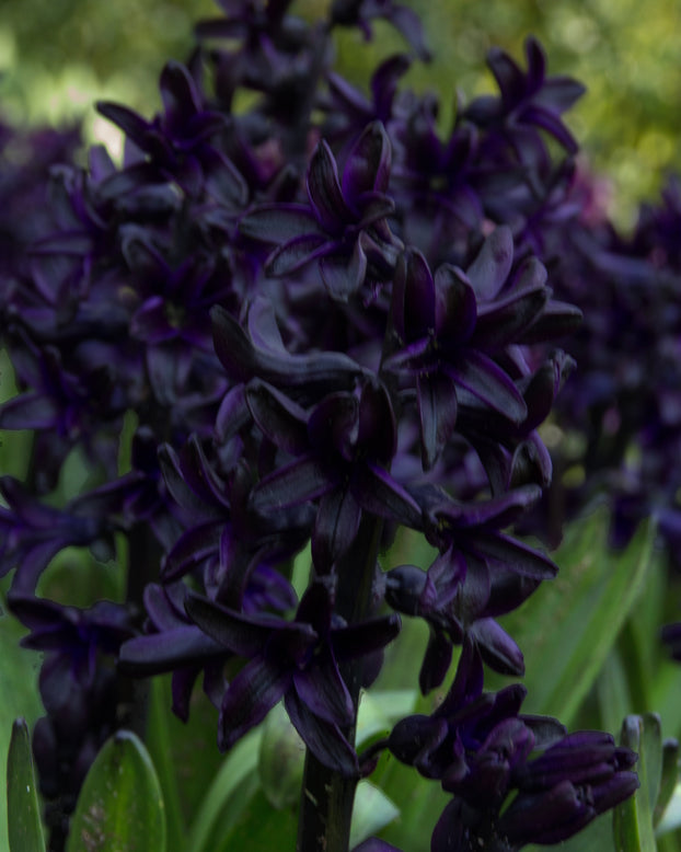 Hyacinth 'Dark Dimension'