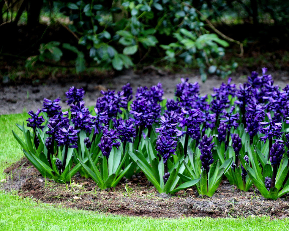 Hyacinth 'Dark Dimension'