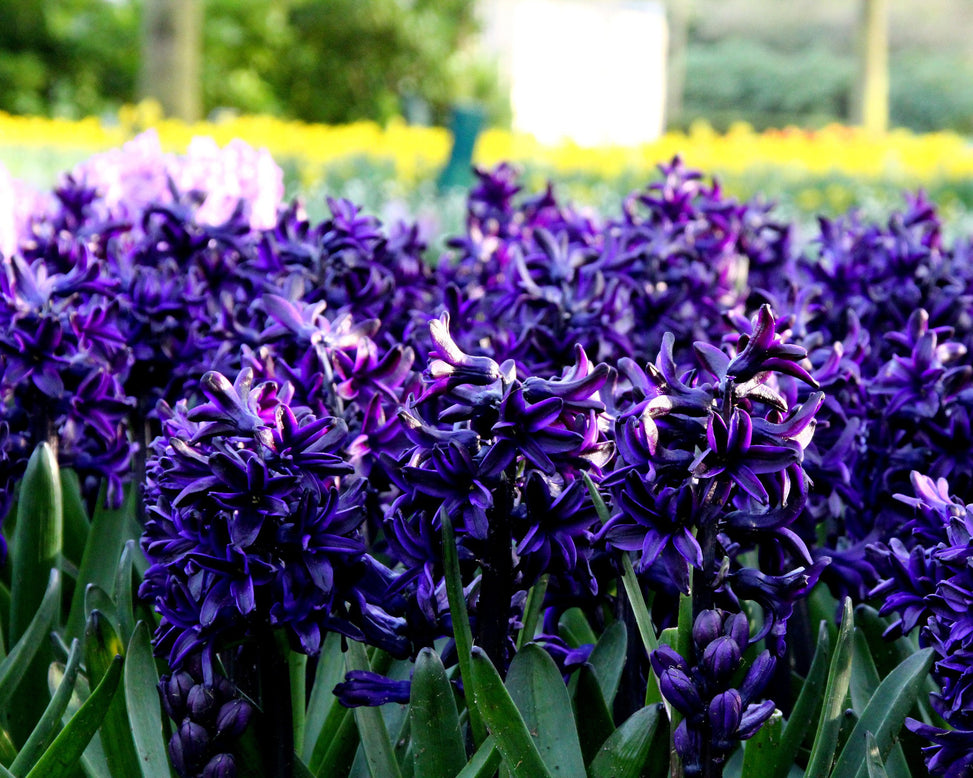 Hyacinth 'Dark Dimension'