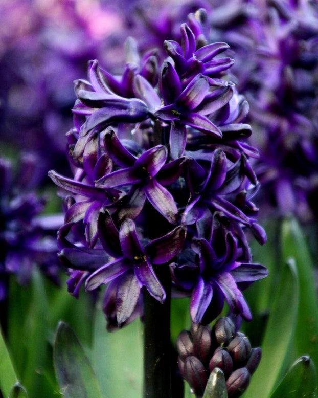 Hyacinth 'Dark Dimension'